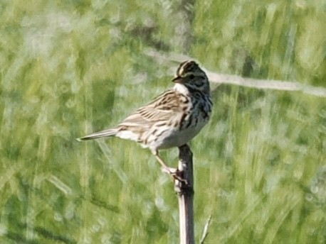 Savannah Sparrow - ML659263600