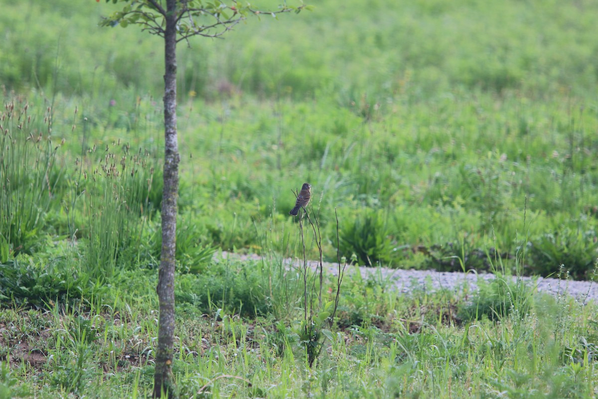 Blue Grosbeak - ML659263601