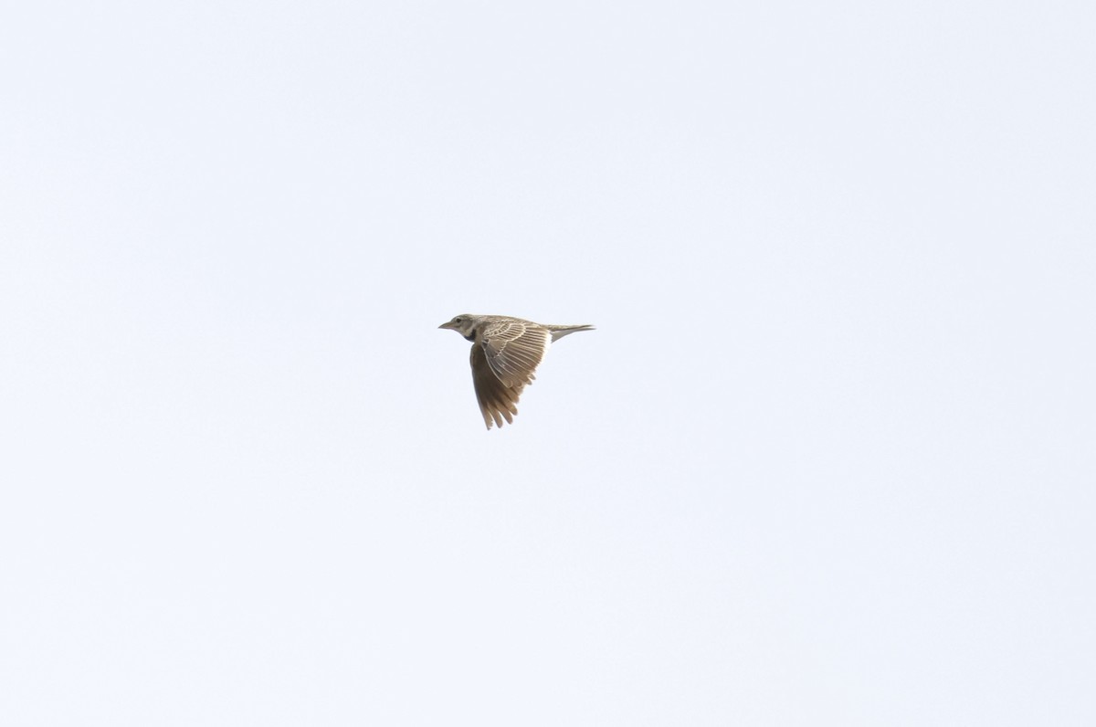 Calandra Lark - ML659263603
