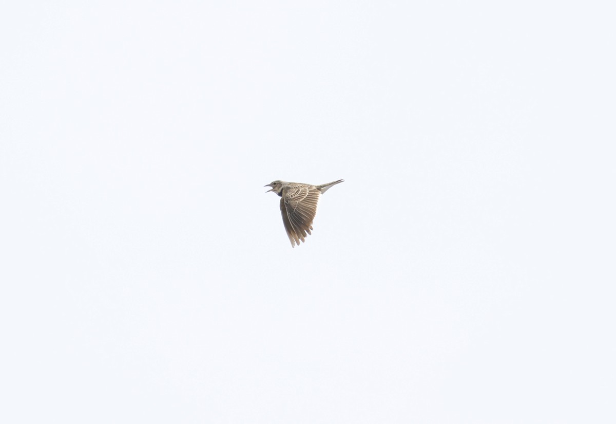 Calandra Lark - ML659263604