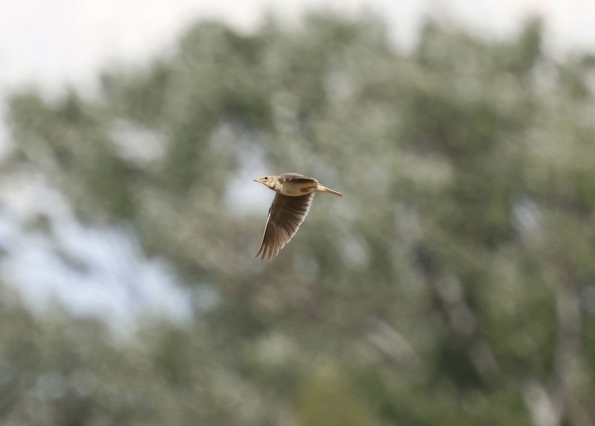Calandra Lark - ML659263609
