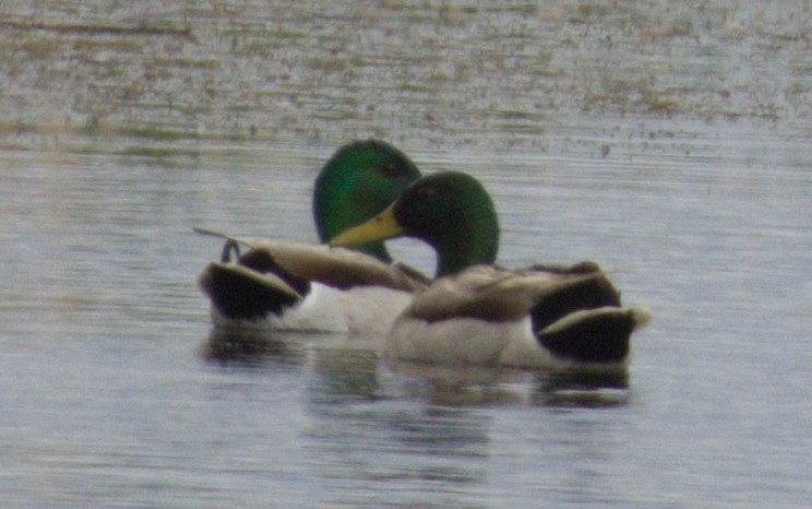 Mallard - ML659263610
