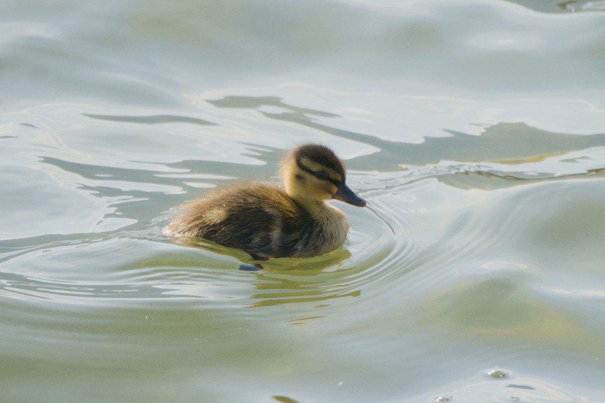 Mallard - ML659263612