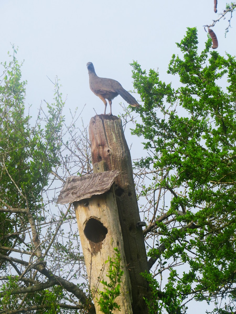 Plain Chachalaca - ML659263622