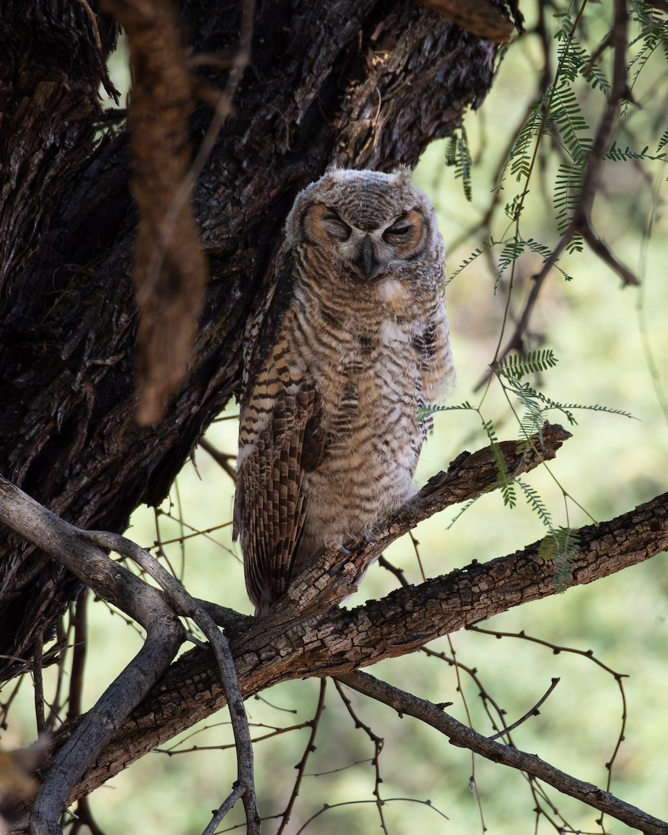Great Horned Owl - ML659263665