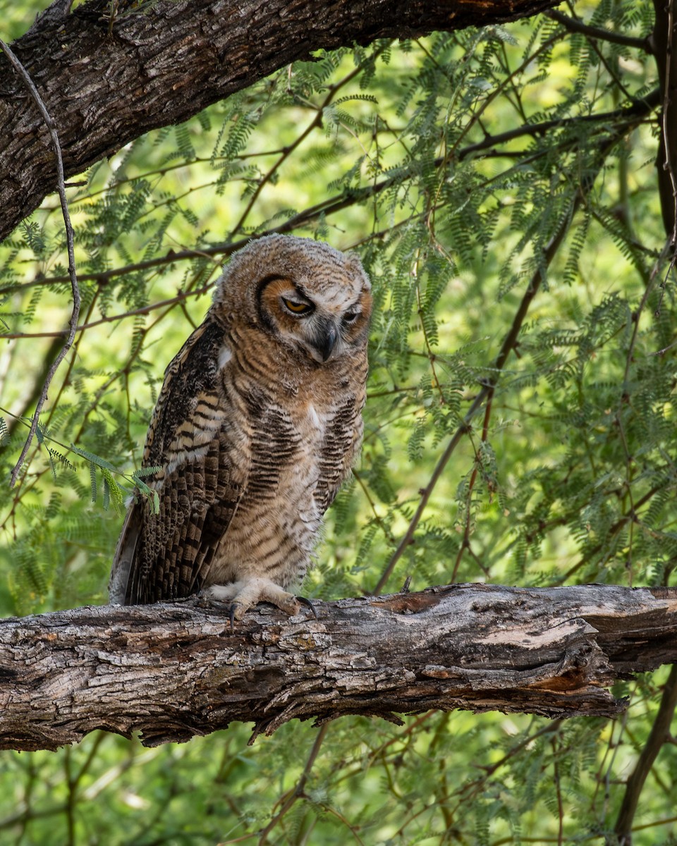 Great Horned Owl - ML659263666