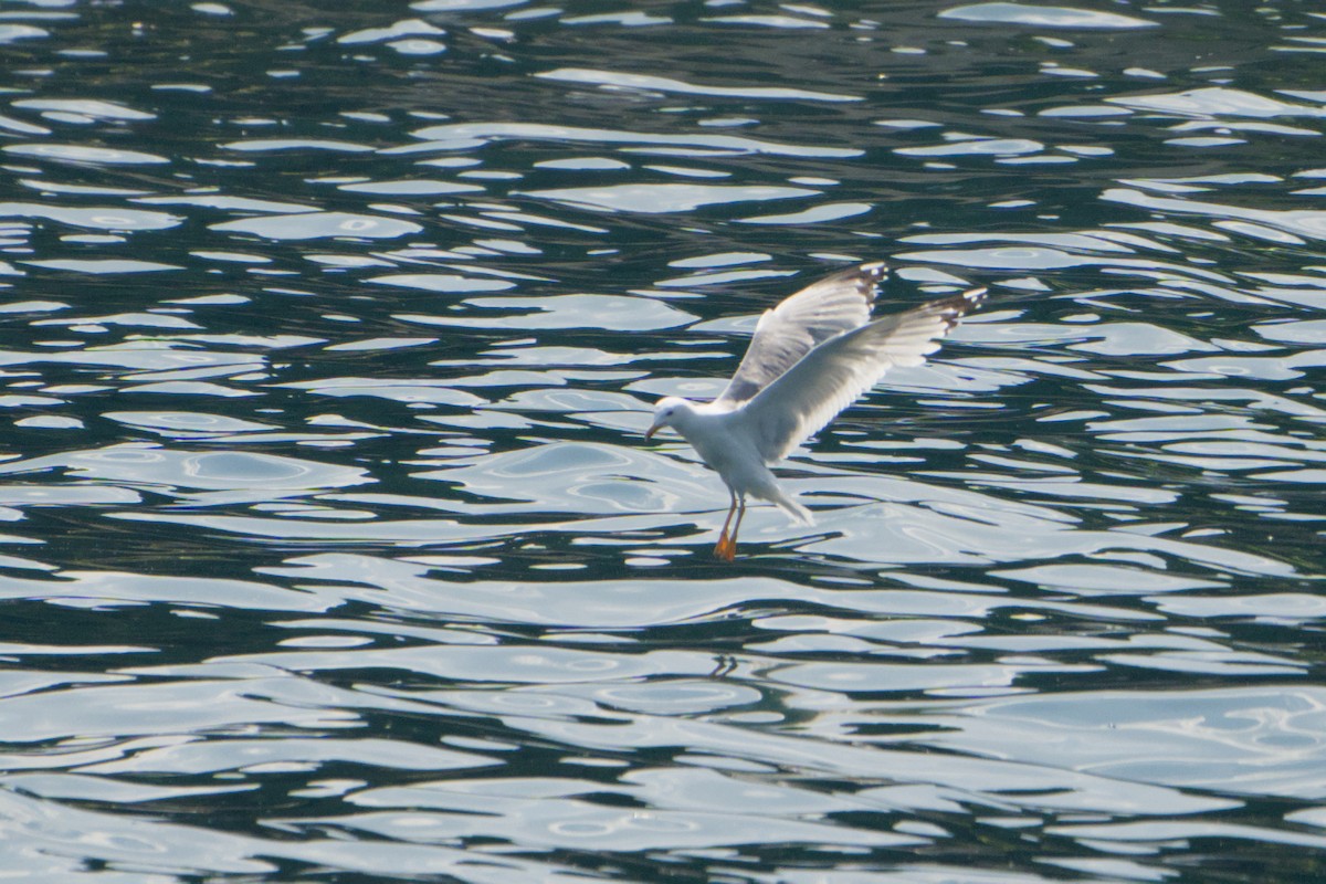 gulbeinmåke - ML659263728