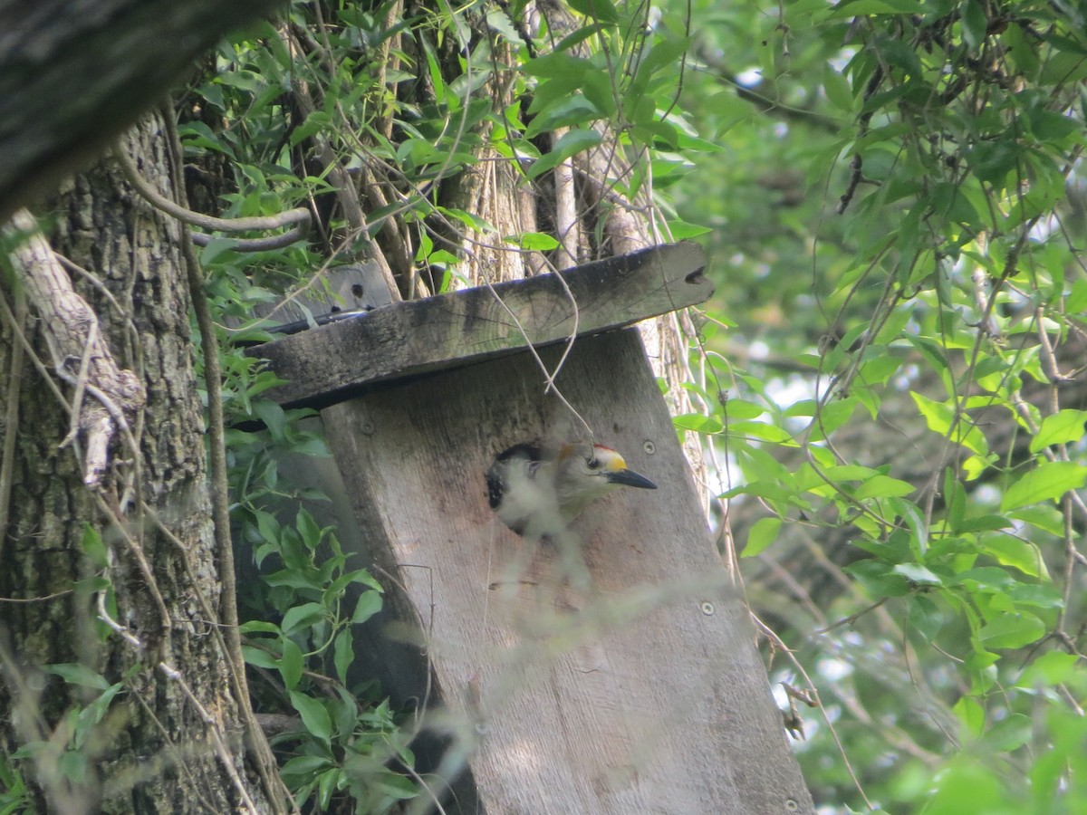 Golden-fronted Woodpecker - ML659263795
