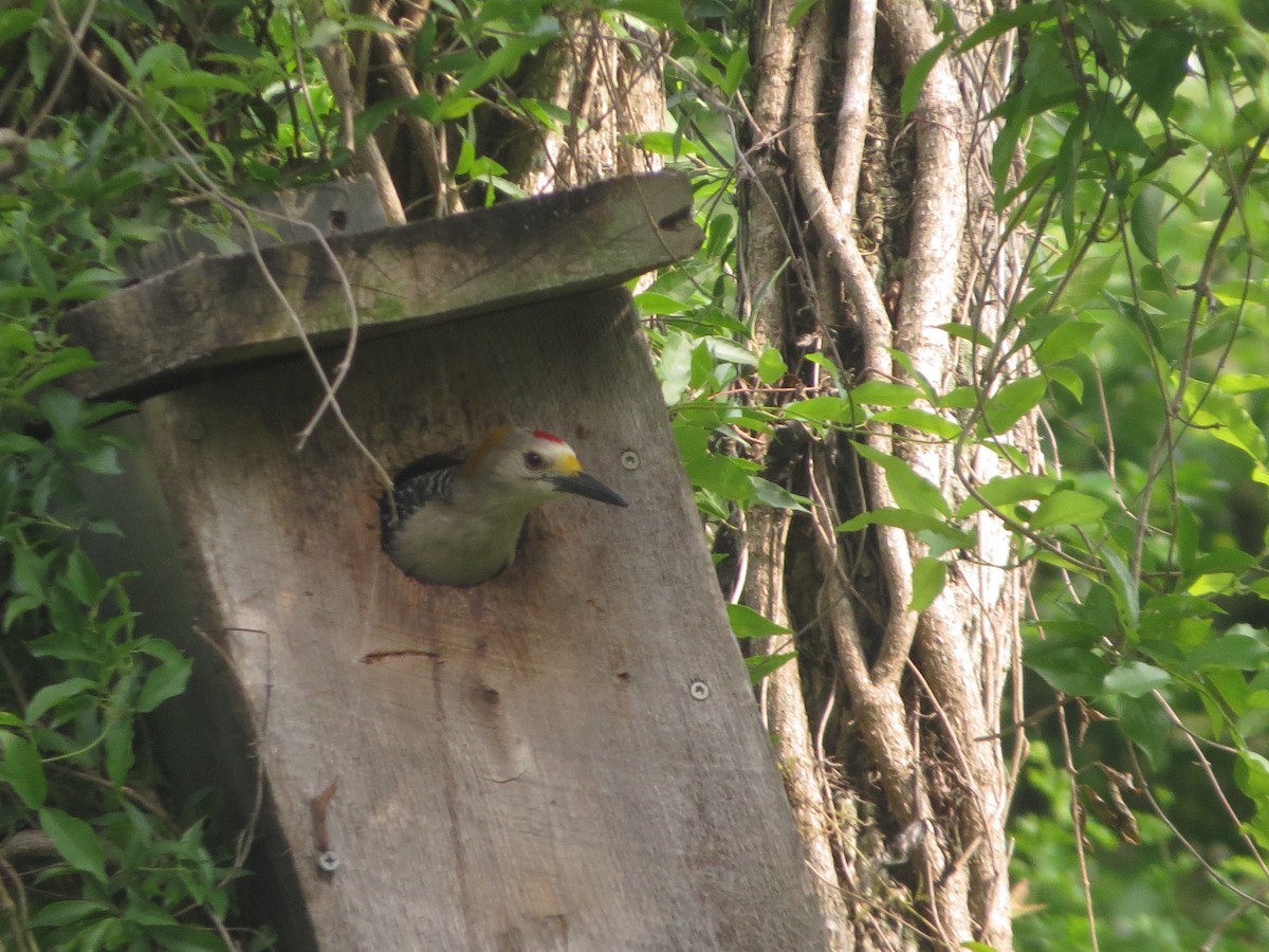 Golden-fronted Woodpecker - ML659263797