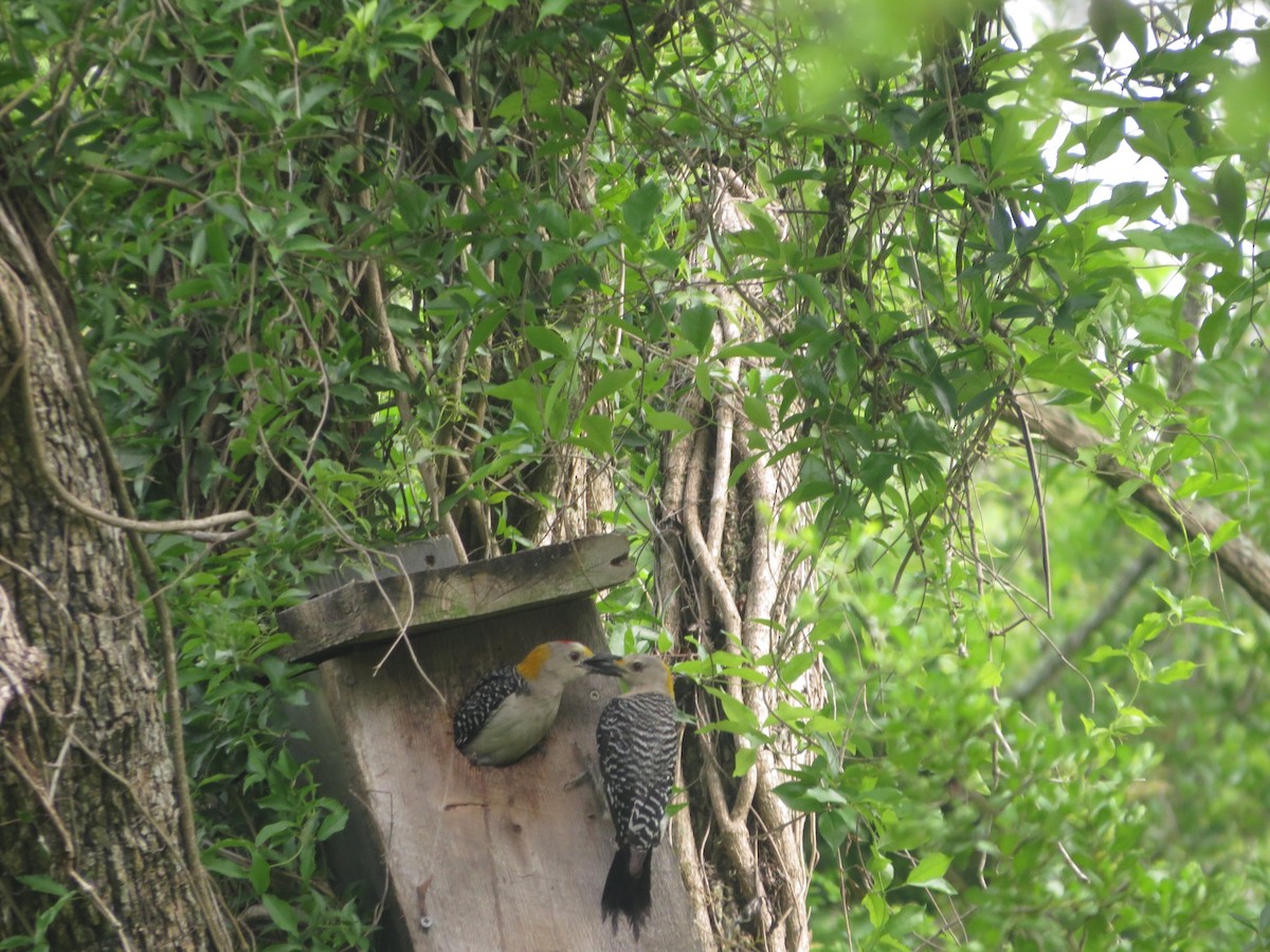 Golden-fronted Woodpecker - ML659263798