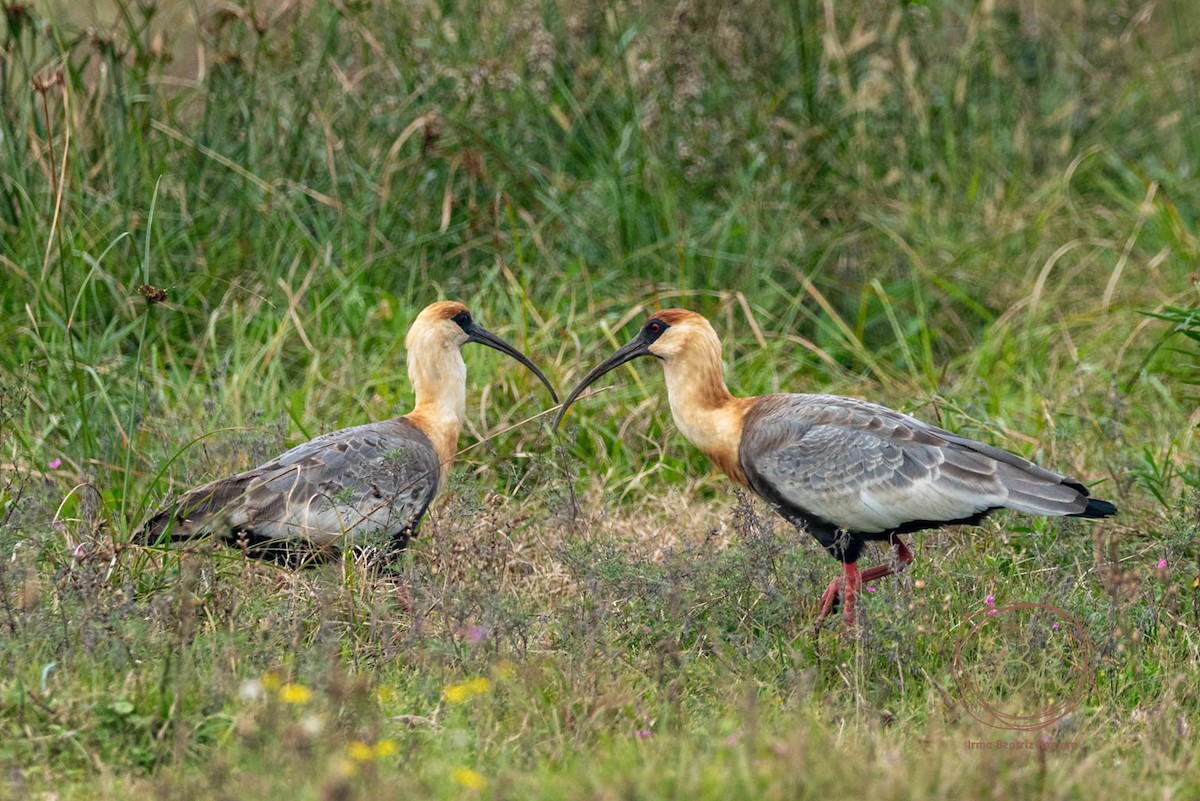 Buff-necked Ibis - ML659263895