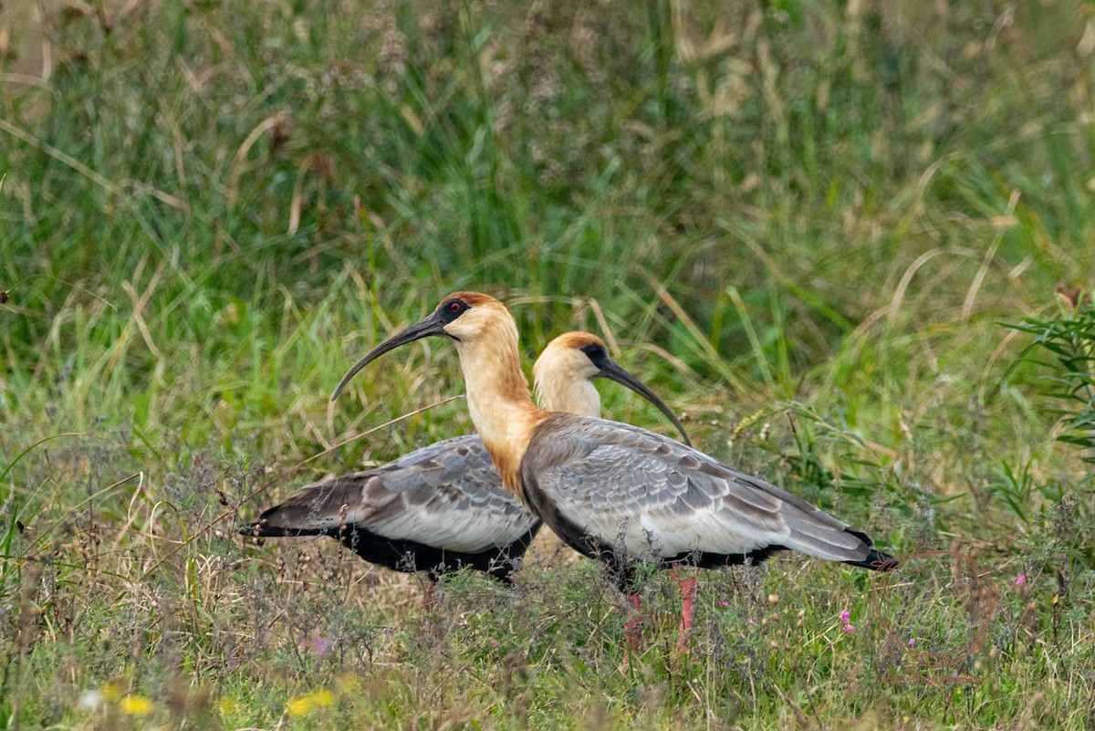 Buff-necked Ibis - ML659263896