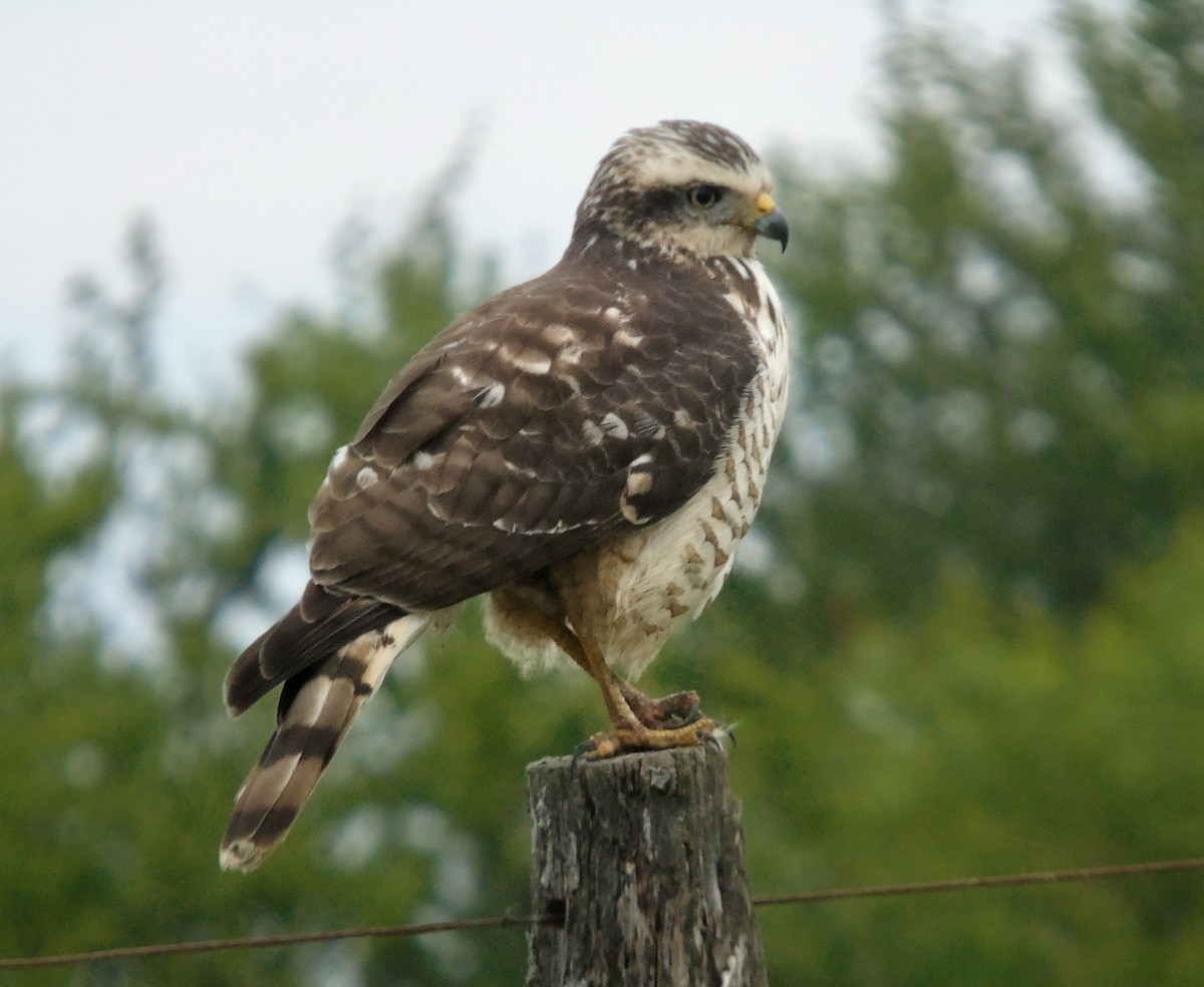 Roadside Hawk - ML659263939