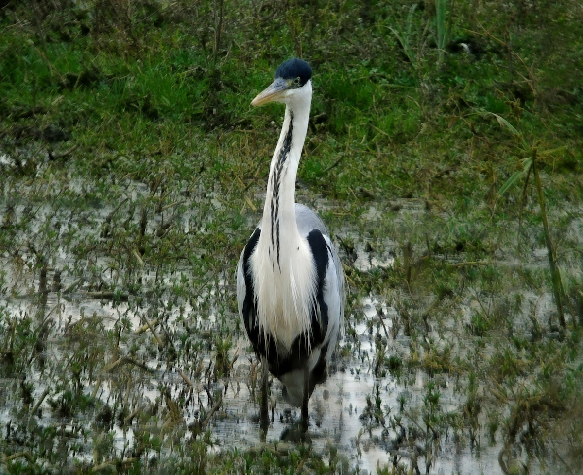 Cocoi Heron - ML659263955