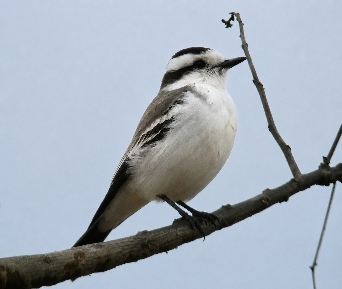 Black-crowned Monjita - ML659263991