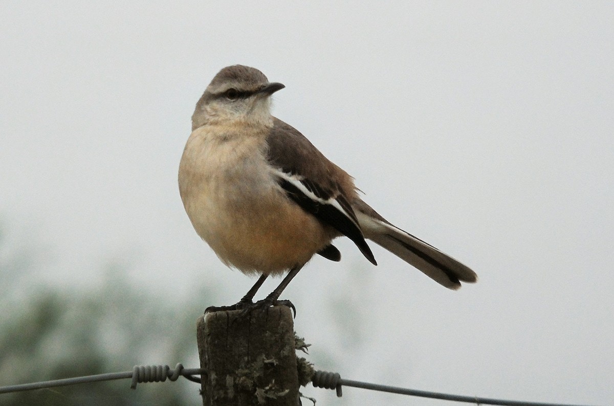 White-banded Mockingbird - ML659264072