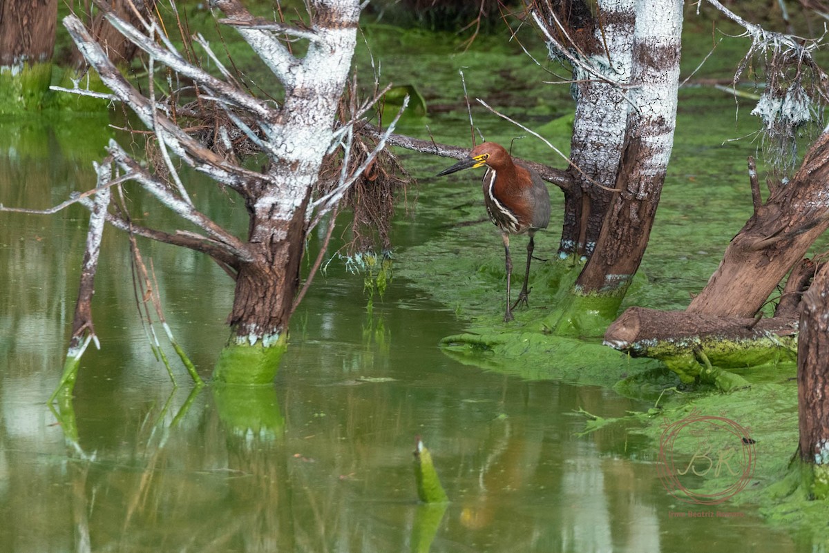 Rufescent Tiger-Heron - ML659264079