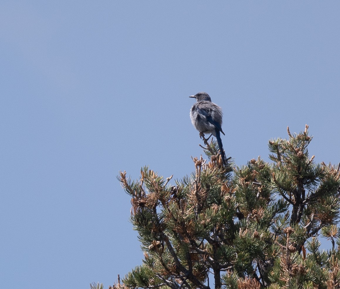 Woodhouse's Scrub-Jay - ML659264256