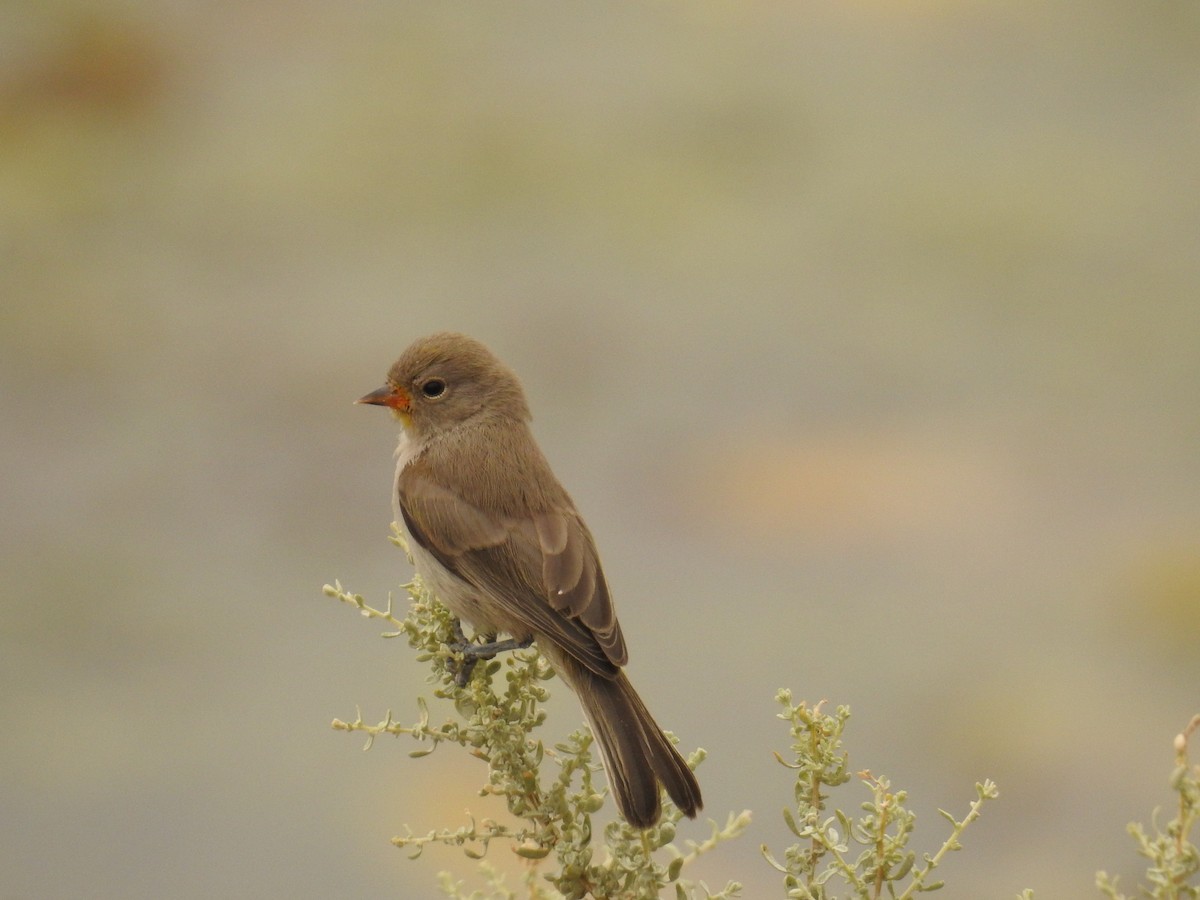 Verdin - ML659264291
