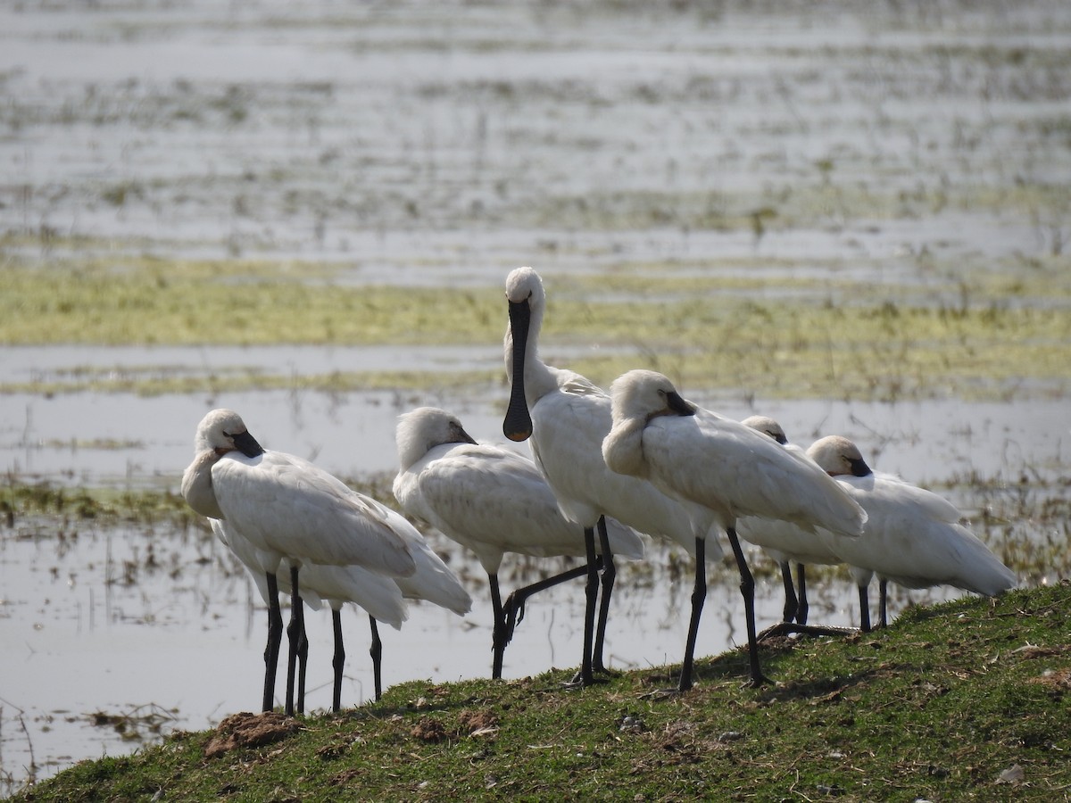 Eurasian Spoonbill - ML659264312