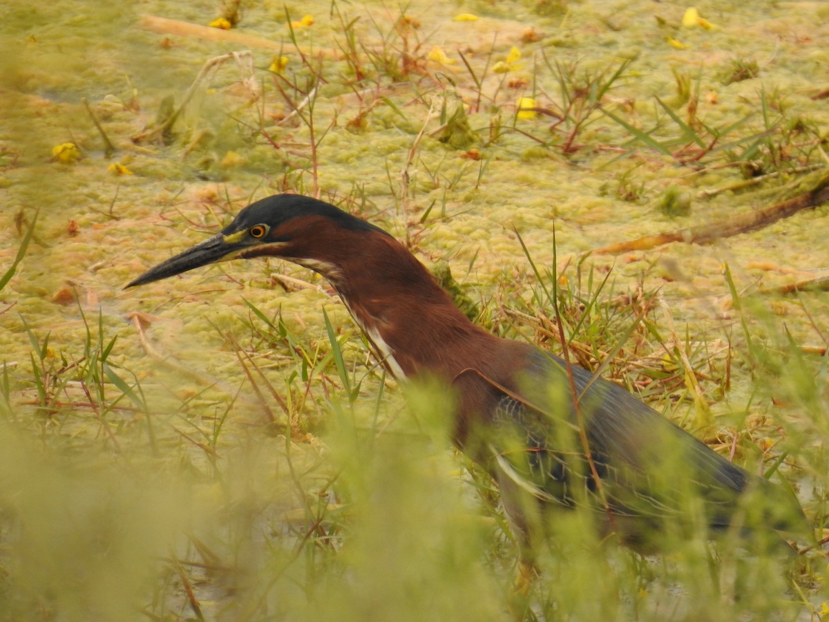 Green Heron - ML659264315