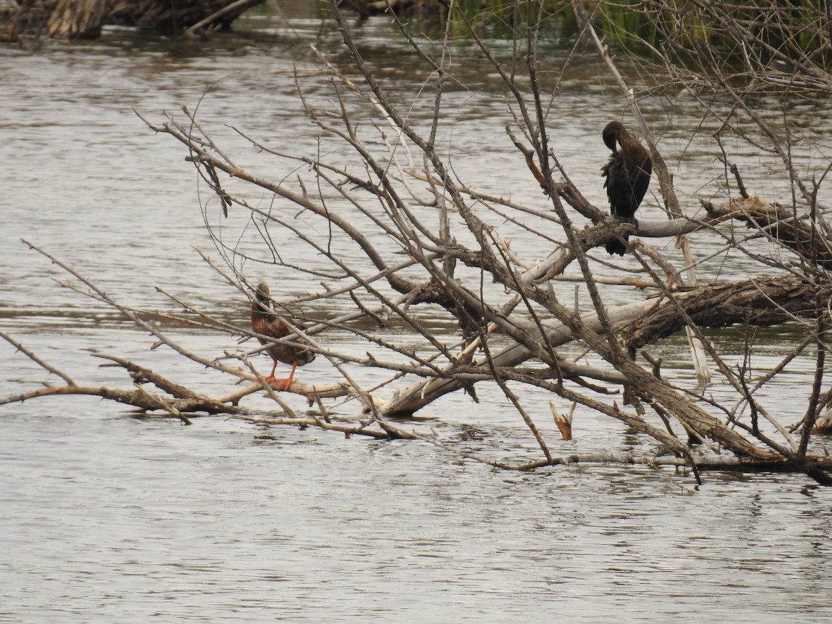 Neotropic Cormorant - ML659264320