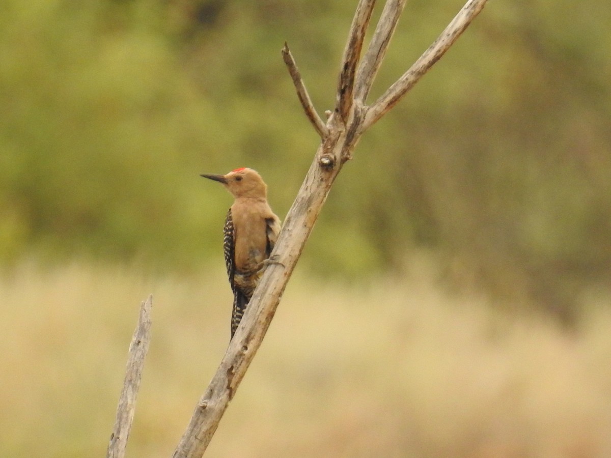 Gila Woodpecker - ML659264416