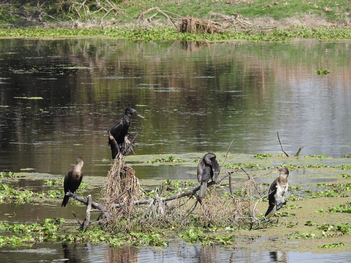 Indian Cormorant - ML659264456
