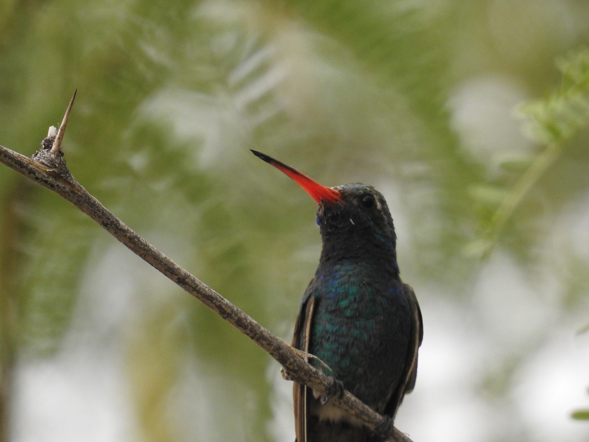 Broad-billed Hummingbird - ML659264471