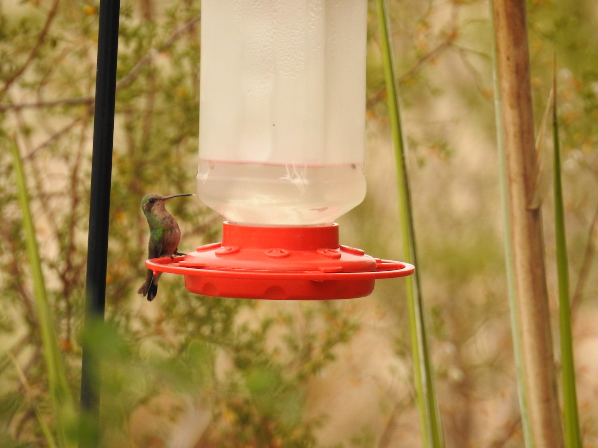 Broad-billed Hummingbird - ML659264472