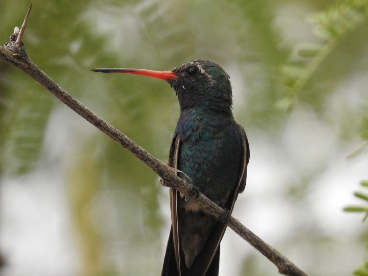 Broad-billed Hummingbird - ML659264473
