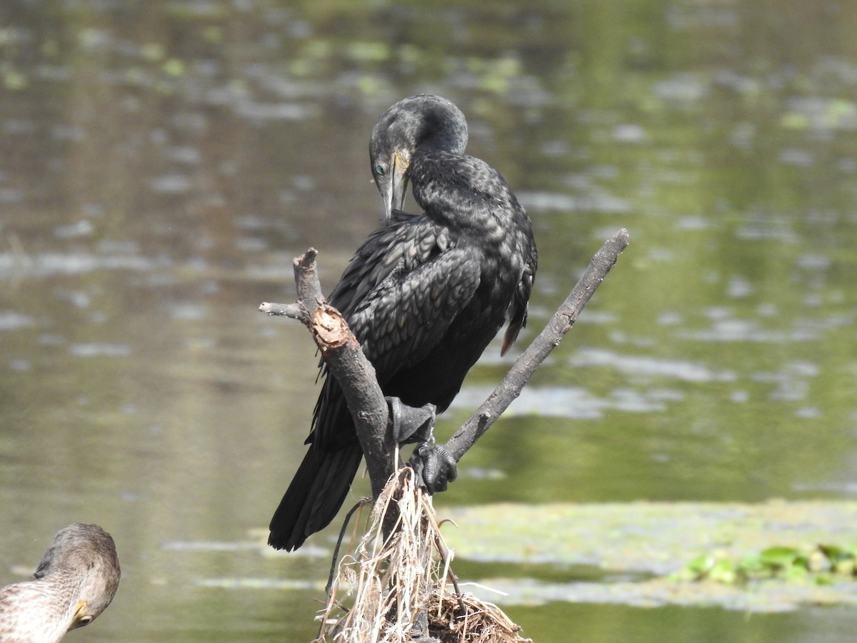 Indian Cormorant - ML659264488