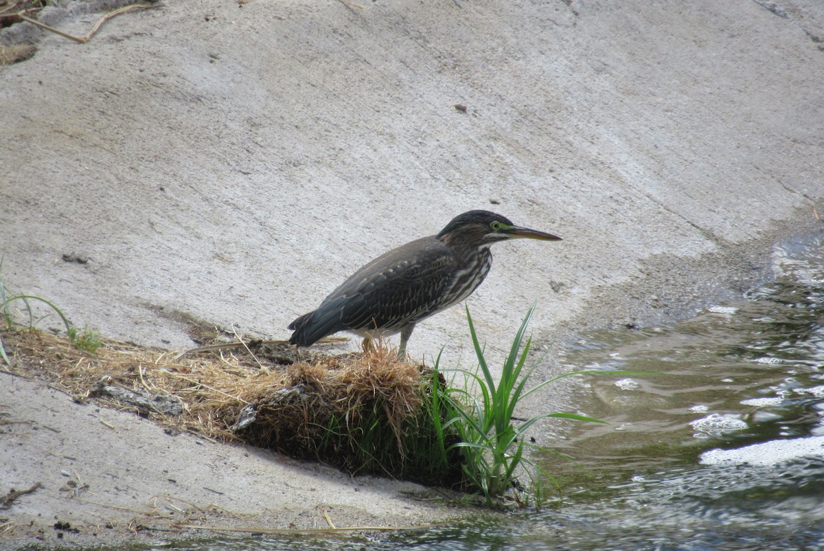 Green Heron - ML659264601