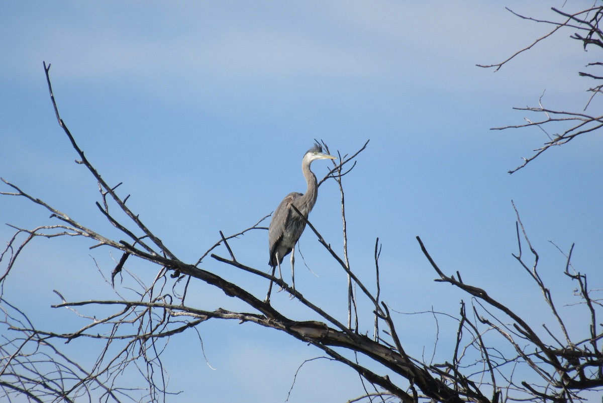 Great Blue Heron - ML659264613