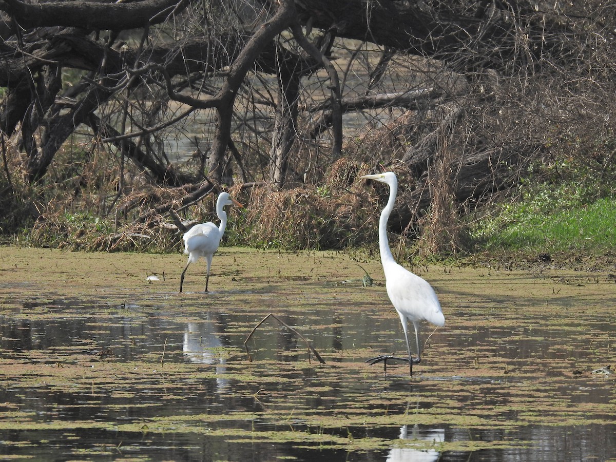 Great Egret - ML659264661