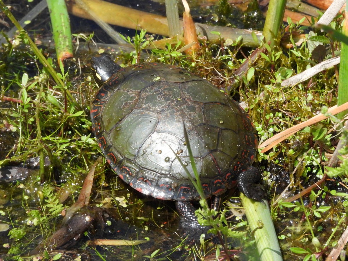 Painted Turtle - ML659264673