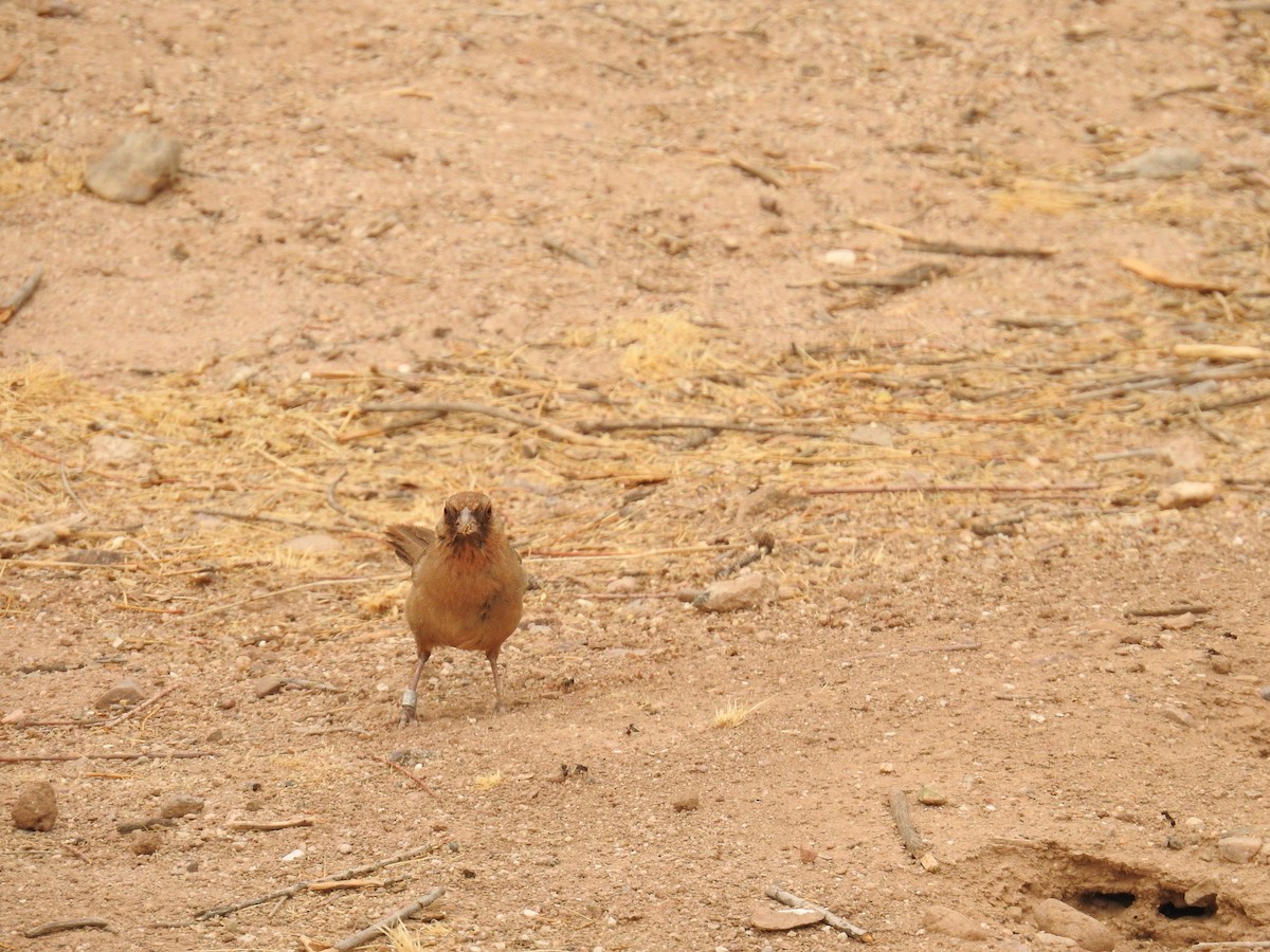 Abert's Towhee - ML659264676