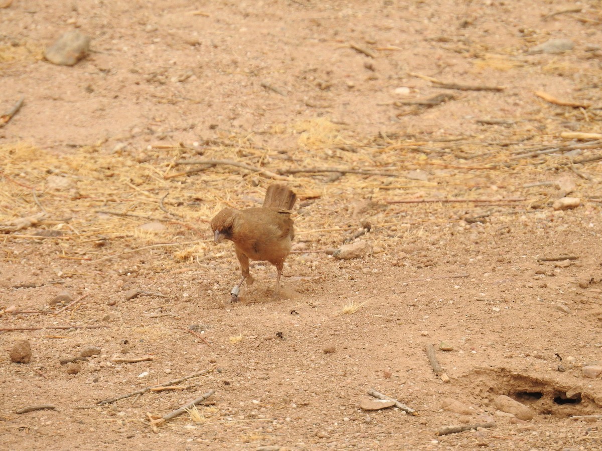 Abert's Towhee - ML659264677