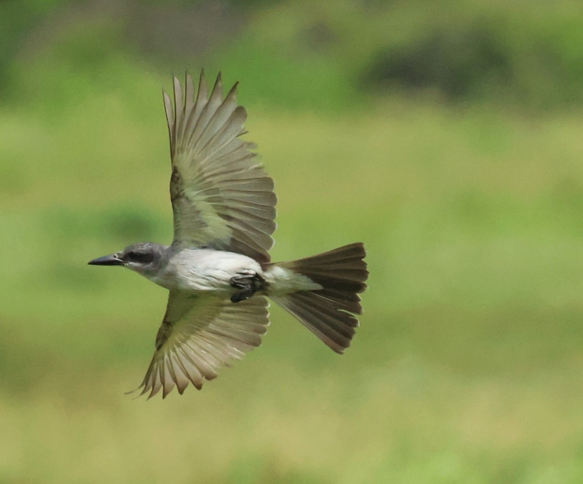 Gray Kingbird - ML659264735