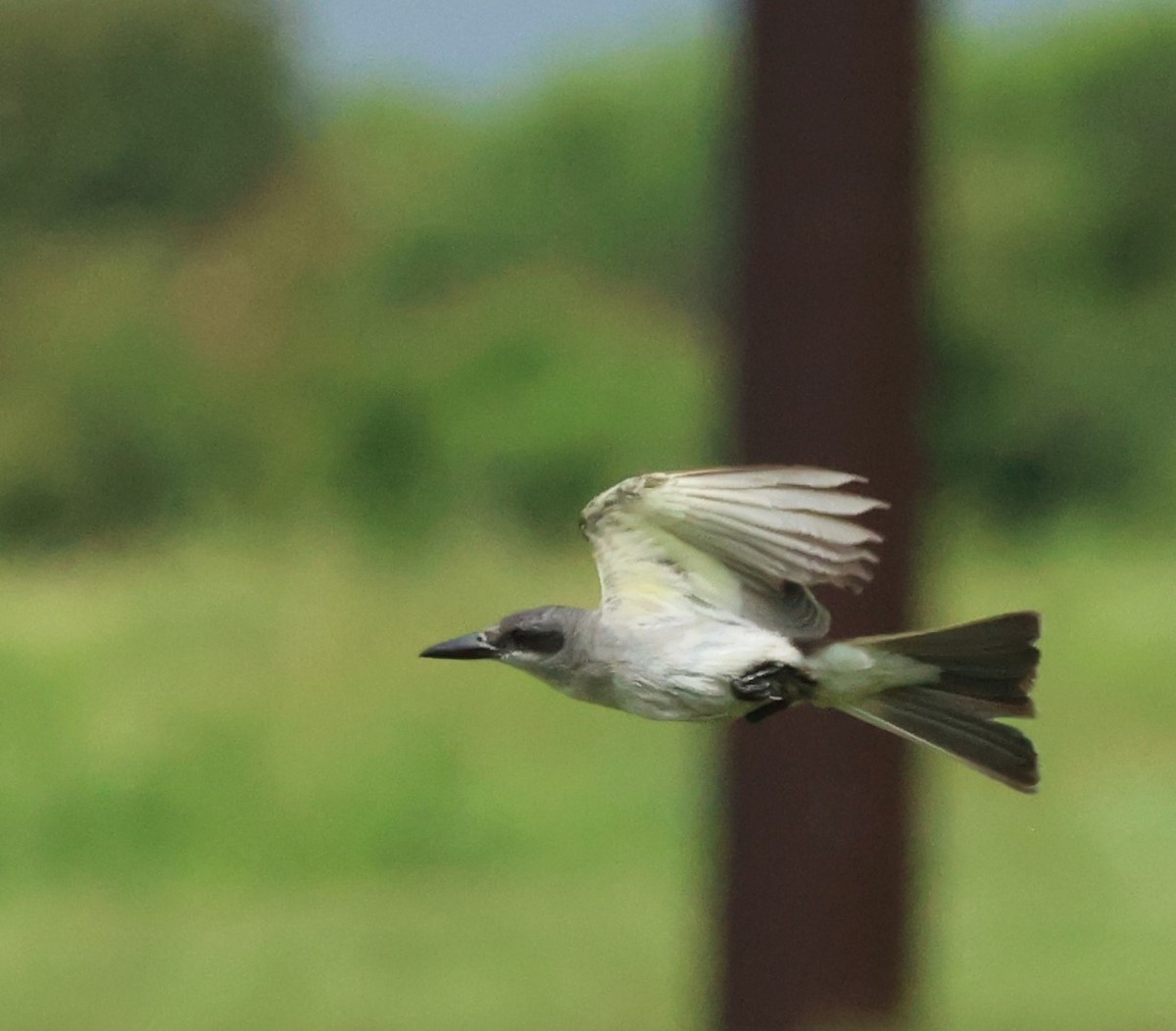 Gray Kingbird - ML659264736