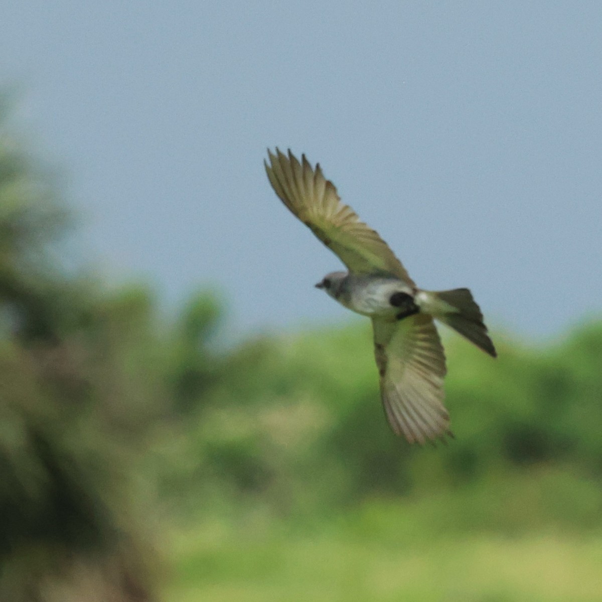 Gray Kingbird - ML659264738