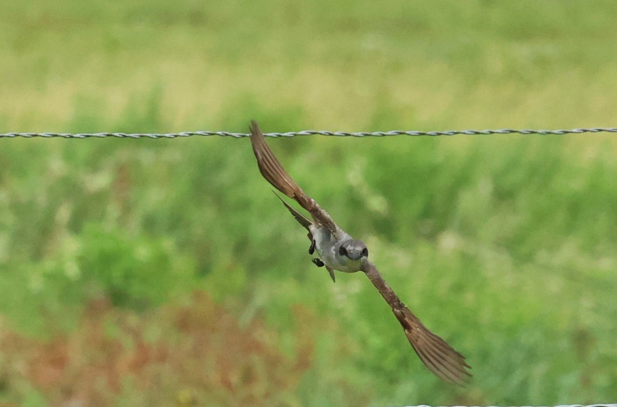 Gray Kingbird - ML659264739