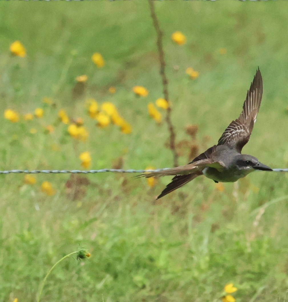 Gray Kingbird - ML659264740