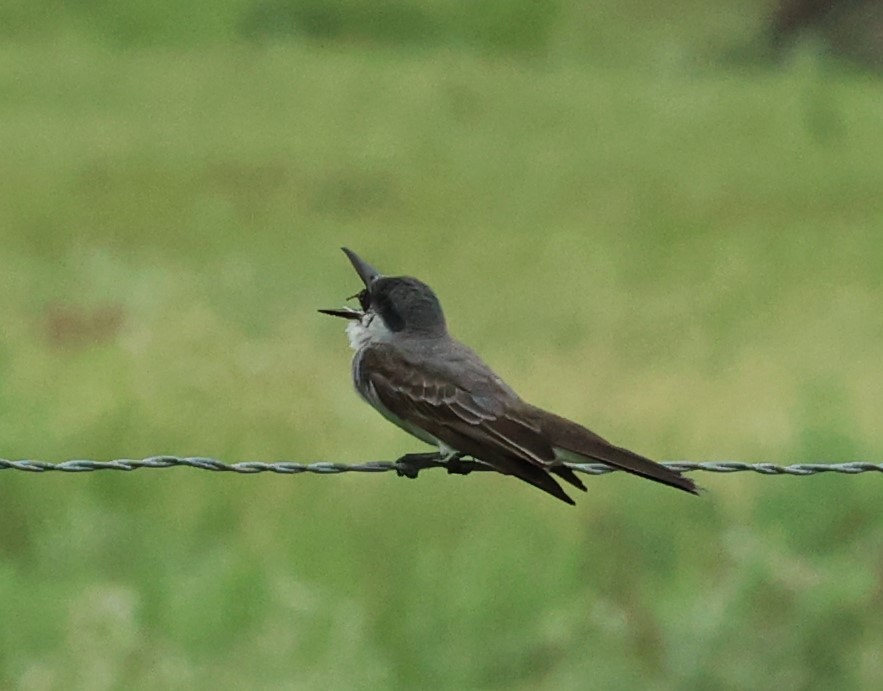Gray Kingbird - ML659264741