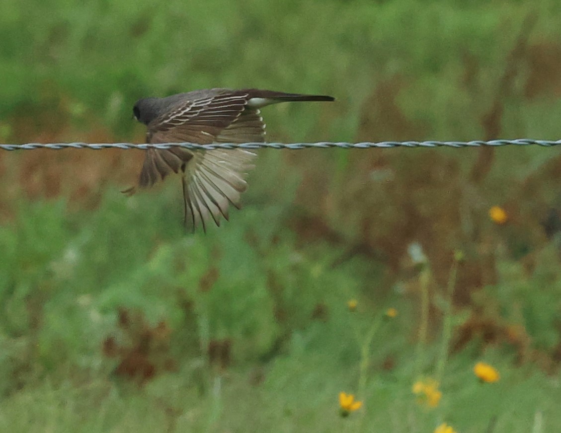 Gray Kingbird - ML659264742