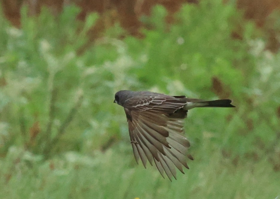 Gray Kingbird - ML659264743
