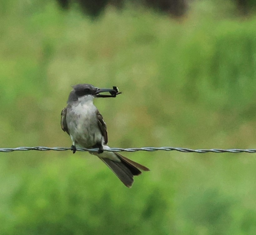 Gray Kingbird - ML659264744