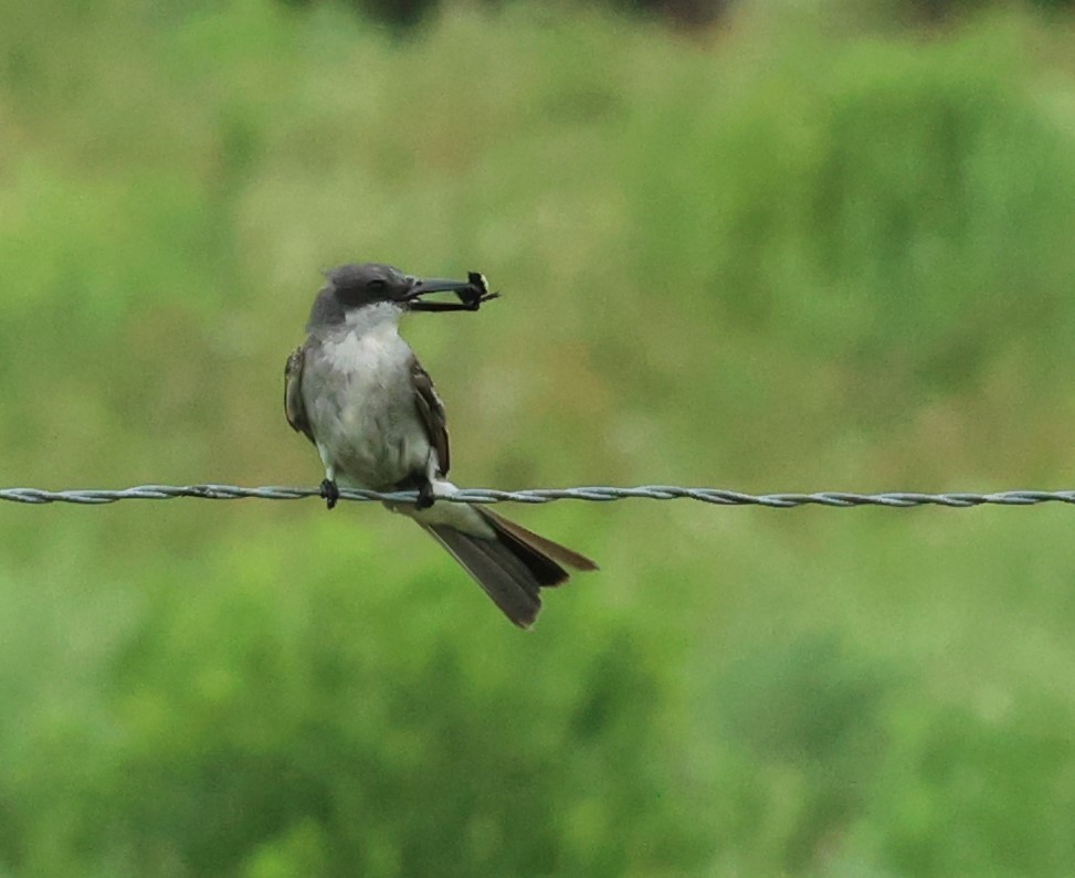 Gray Kingbird - ML659264745