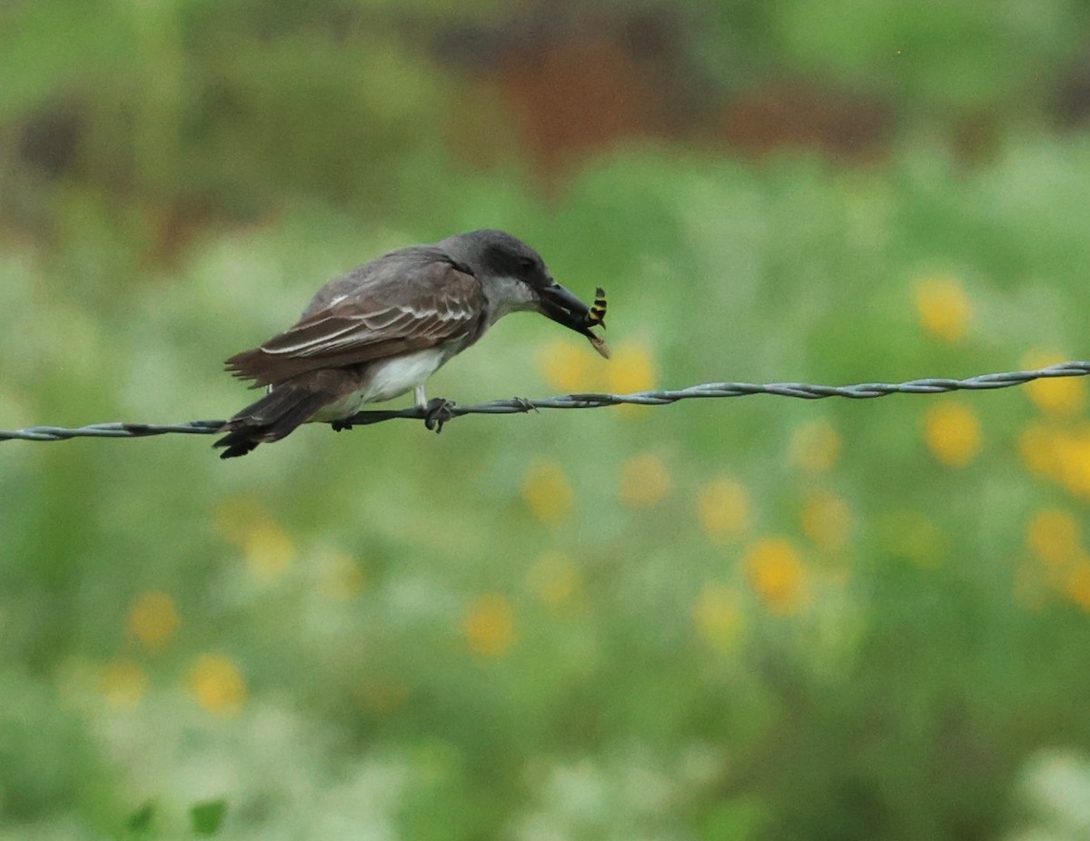 Gray Kingbird - ML659264746