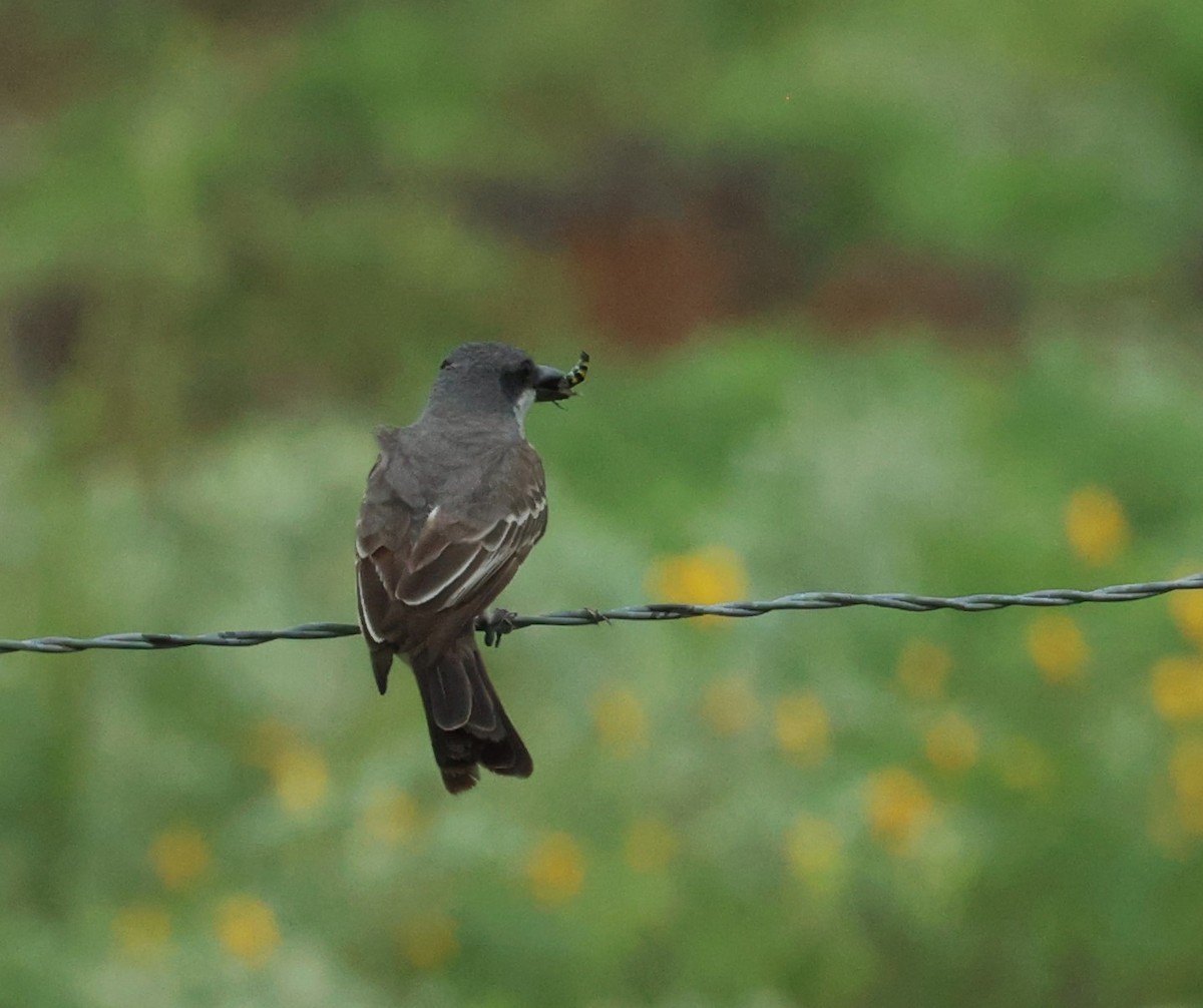 Gray Kingbird - ML659264747